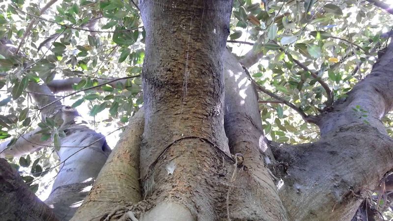 Archivo:Ficus blepharophylla.jpg