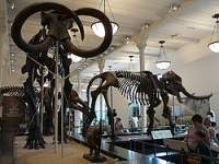 Museo NY1.jpg