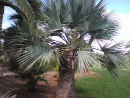 Palma Azul.jpg