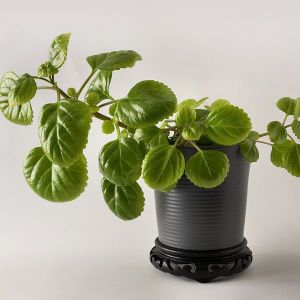 Planta del dinero.jpg