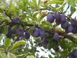 Prunus domestica.jpg