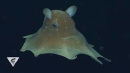 Pulpo hojuela.jpg