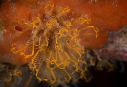 Pycnoclavella aurilucens.jpg