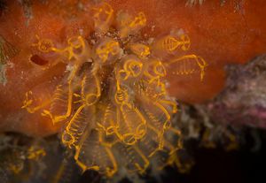 Pycnoclavella aurilucens.jpg
