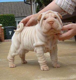 Sintomas-de-la-fiebre-del-shar-pei.jpg