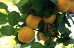 Stone fruit.jpg