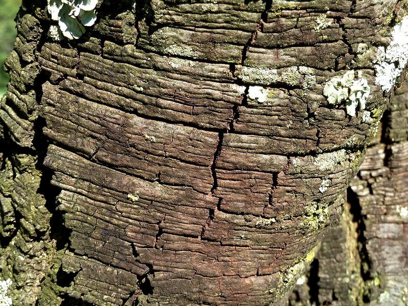 Archivo:Acacia gerrardii 4.jpg