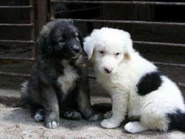 Cachorros-de-Carpatin-02.jpg