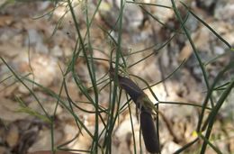 Crotalaria filifolia.jpeg