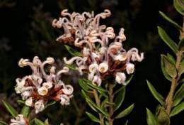 Grevillea buxifolia.jpg