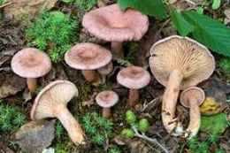 Lactarius lilacinus1.jpg