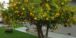 Limonero-arbol-de-poca-raiz.jpg