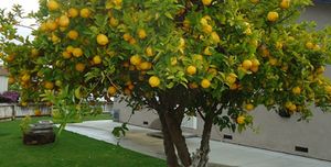 Limonero-arbol-de-poca-raiz.jpg