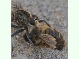Mosca depredadora.jpg