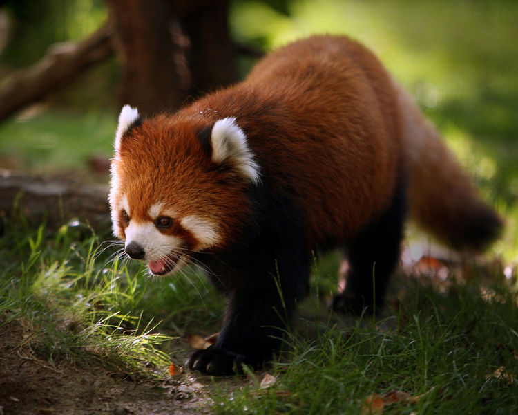 Archivo:Panda-rojo1.jpg