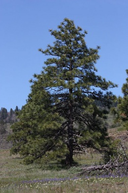 Pinus ponderosa.JPG
