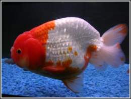 Ranchu1.jpg