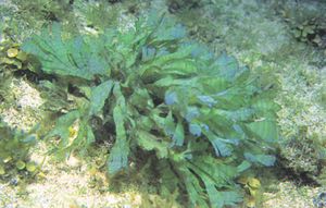 Stypopodium zonale.JPG