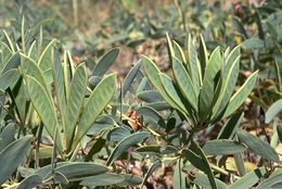 Acacia limbata.jpg