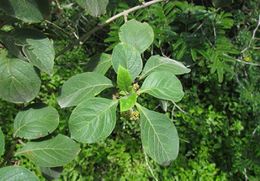 Aegiphila australis.jpg