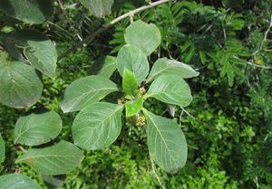 Aegiphila australis.jpg
