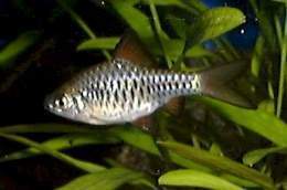 Barbus oligolepis.jpg