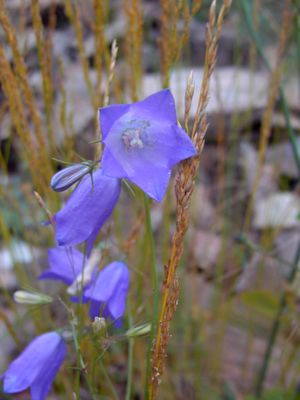 Campanula ficarioides.JPG