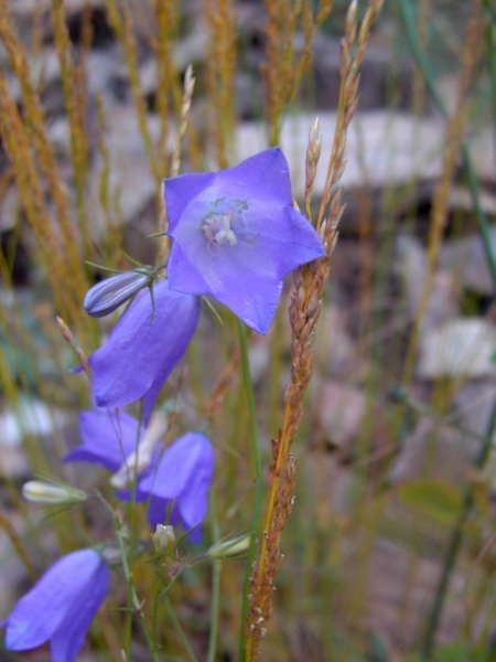 Archivo:Campanula ficarioides.JPG