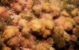 Ceramium sp.jpg