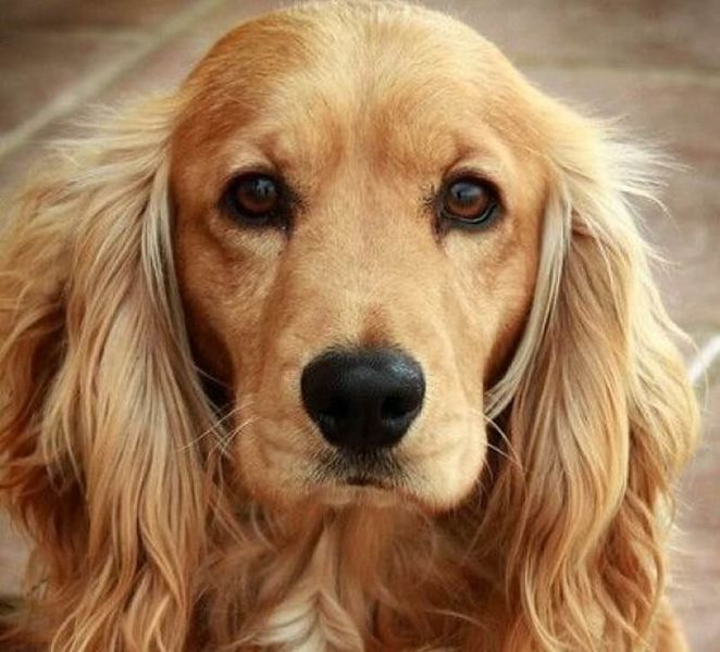 Archivo:Cocker-spaniel.jpg