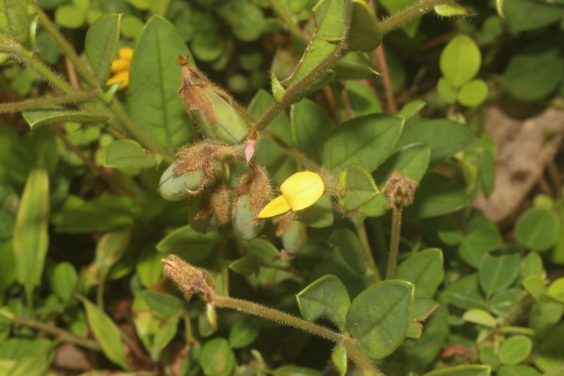 Archivo:Crotalaria leioloba 1.jpg