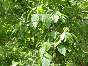 Croton caudatus.JPG