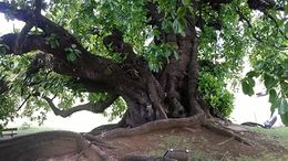 Ficus obtusifolia.jpg