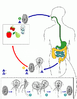 giardia duodenalis ciclo de vida