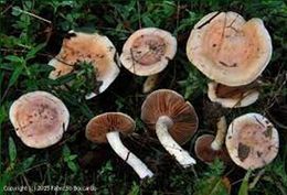 Hebeloma hiemale1e.jpg