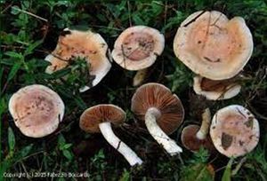 Hebeloma hiemale1e.jpg