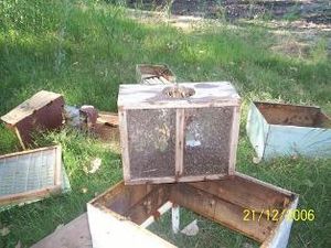 Manejo abejas.JPG