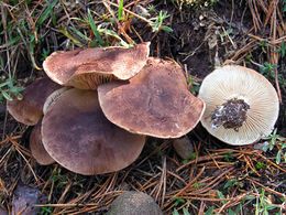 Tricholoma imbricatum.jpg