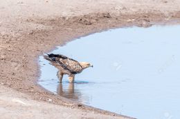 Águila-leonada.jpg