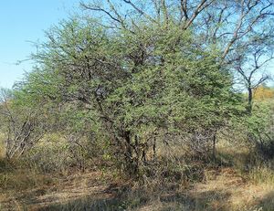Acacia mellifera.jpg