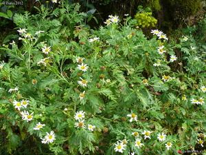 Argyranthemum lidii.jpg