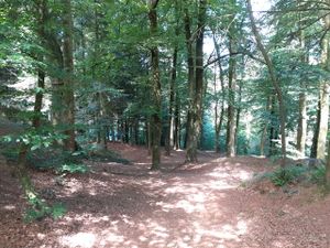 Bosque de Huelgoat (Pequeño).jpg