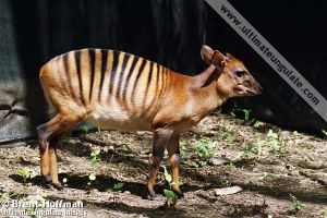 C zebra194-08.jpg