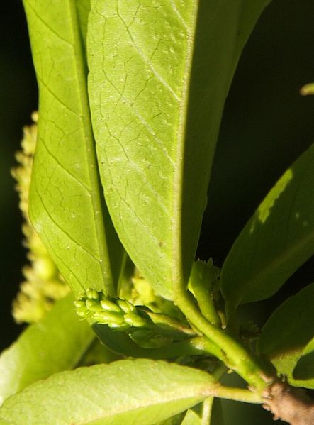 Archivo:Croton phuquocensis 1.jpg