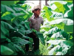 Enf. Tabaco Verde.jpg