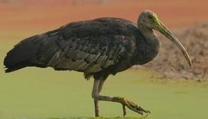 Ibis gigante.JPG
