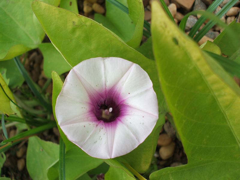 Archivo:Ipomoea concolora.jpg