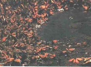 Mariposa monarca.JPG