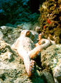 Octopus vulgaris.jpg