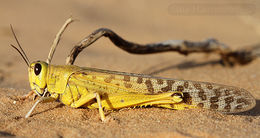 Schistocerca gregaria.jpg